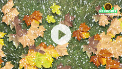 Rasenpflege im Herbst