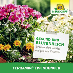 4005240025826 Sprechende Bilder Bild 6
