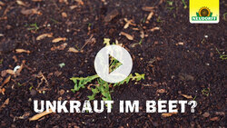 Unkraut-Bekämpfung - effektiv mit natürlicher Wirkung