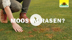 Rasendünger - Verdrängt Moos
