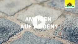 Ameisen wirksam bekämpfen - rund ums Haus