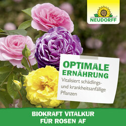 4005240019818 Sprechende Bilder Bild 6