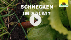 Schnecken bekämpfen - ohne Ausschleimen