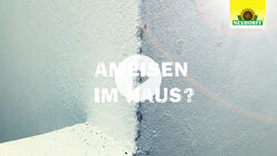 Ameisen bekämpfen - besonders in Innenräumen