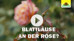 Schädlingsbekämpfung an Zierpflanzen